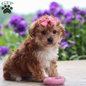 Ruby, Yorkie Poo Puppy